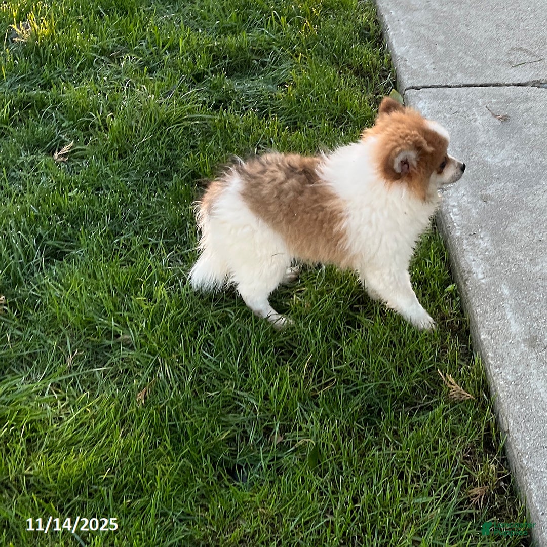 Pomeranian dogs for sale: Surprise Package - Ad 2