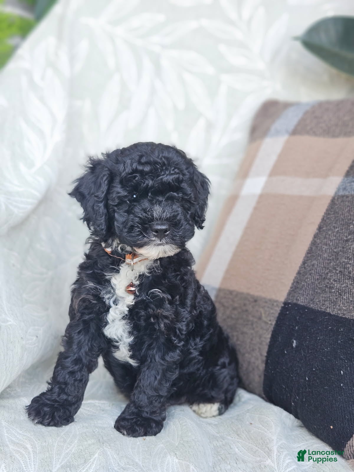 Cockapoo dogs for sale: Willow - Ad 1