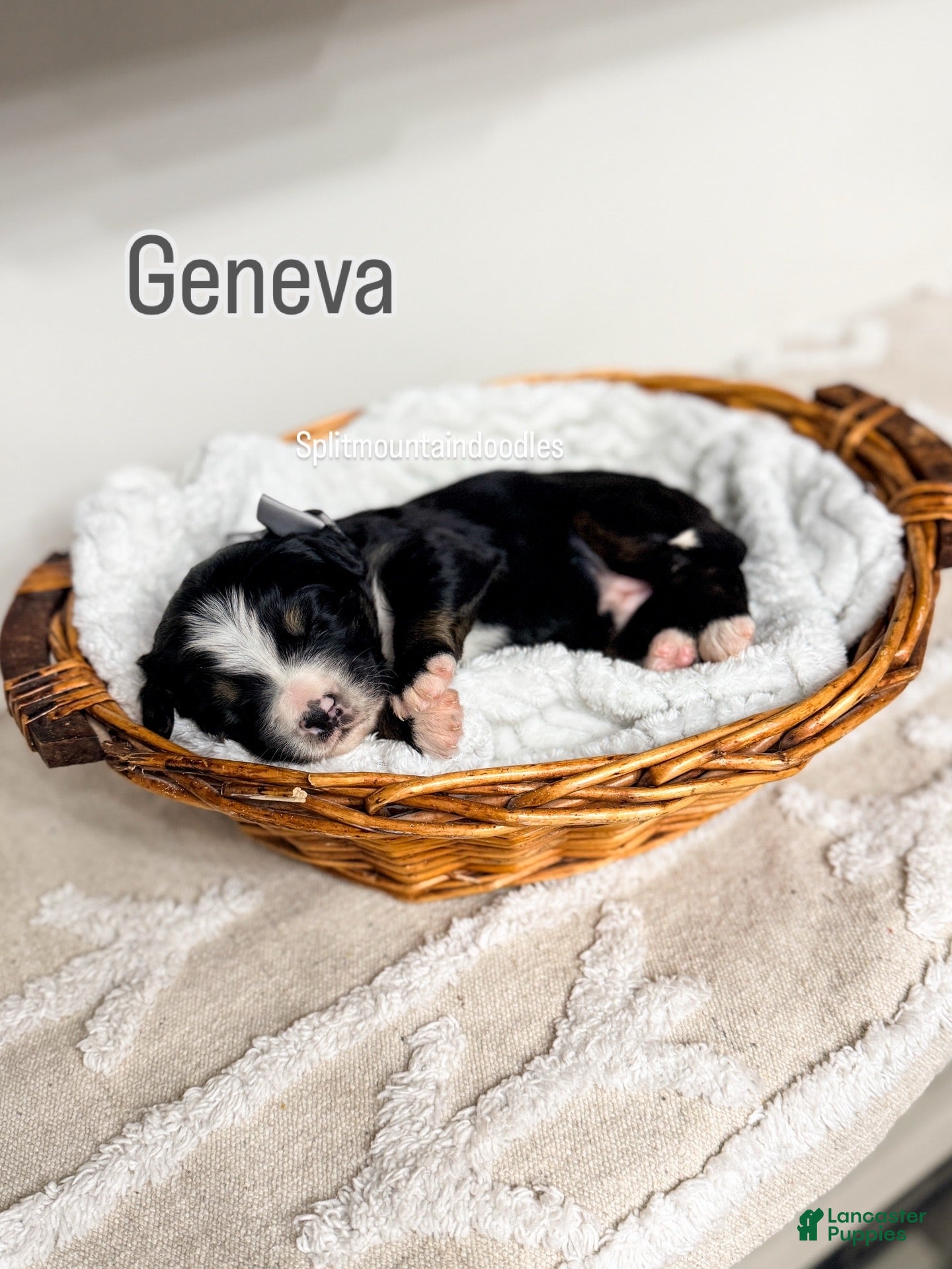 Bernedoodle dogs Geneva - Ad 14