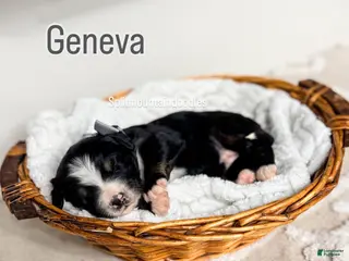 Bernedoodle dogs Geneva - Ad 14