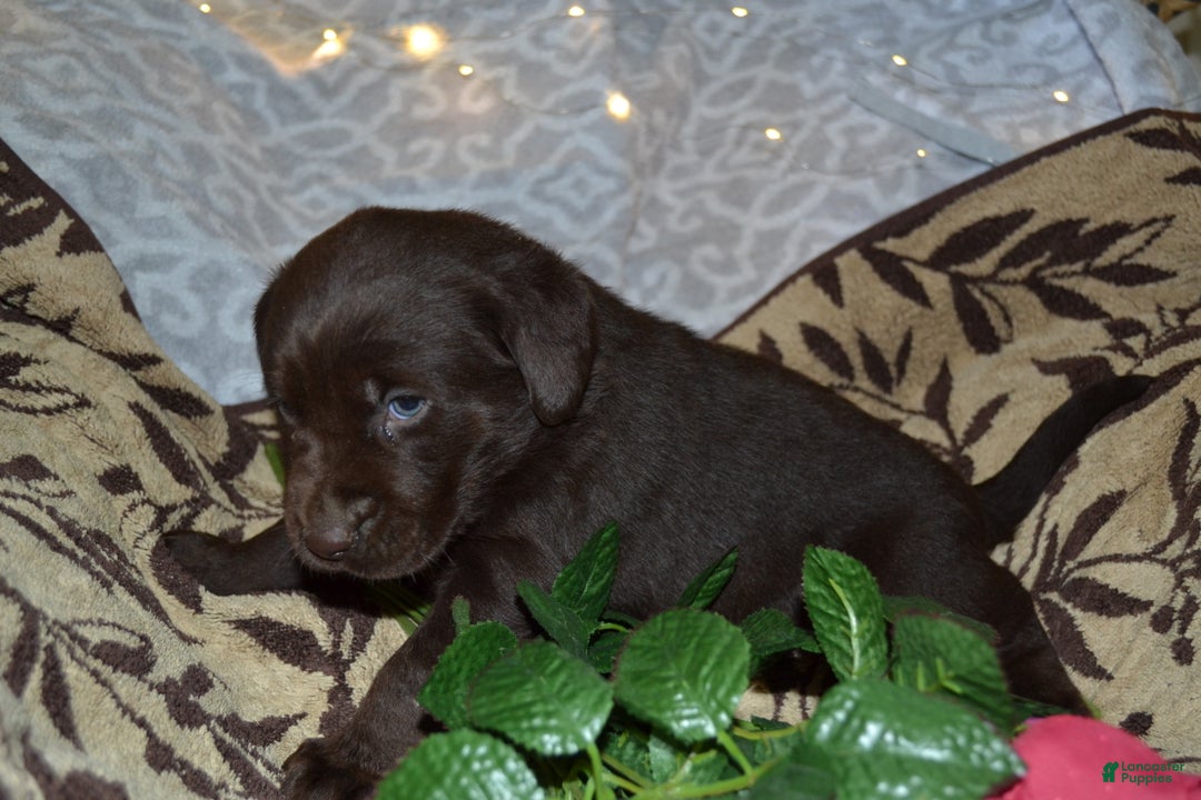 Labrador Retriever dogs for sale: Megan - Ad 2