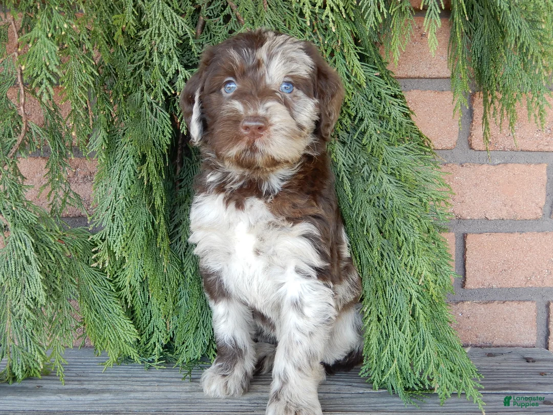 Labradoodle dogs for sale: Everest - Ad 2