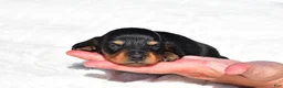 Miniature Dachshund dogs for sale: Howard - Ad 4