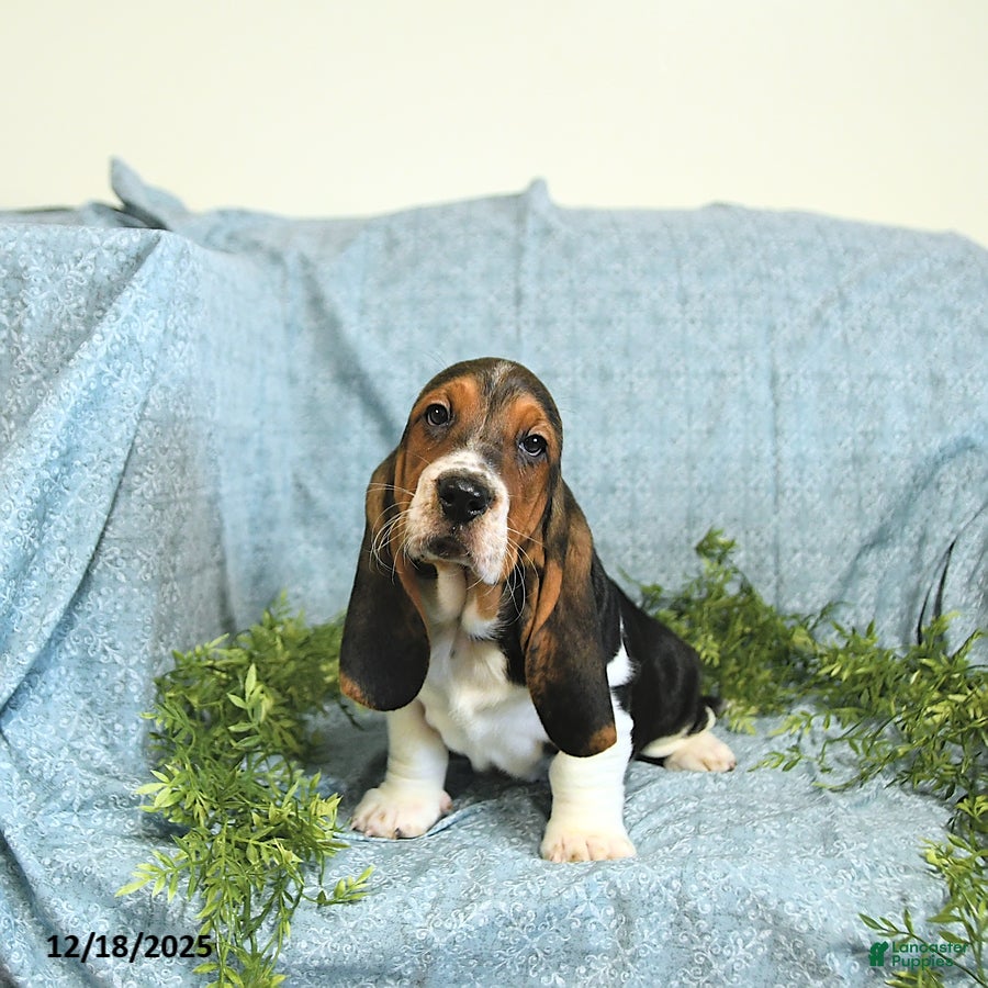 Basset Hound dogs Hilda - Ad 2