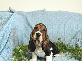 Basset Hound dogs Hilda - Ad 2