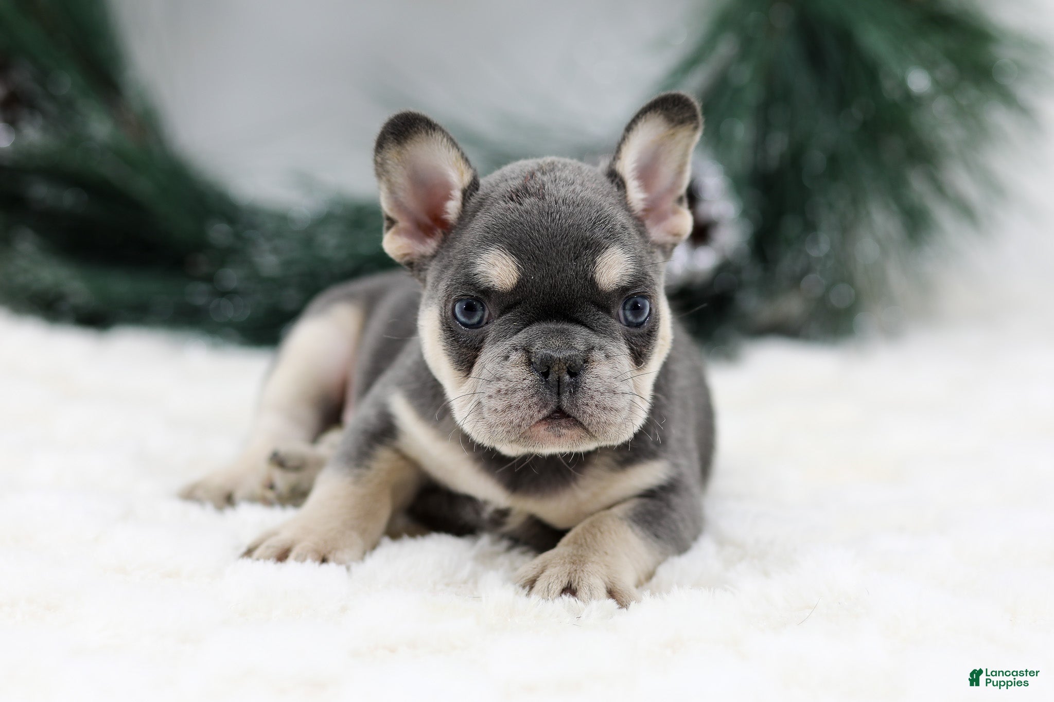French Bulldog dogs Kurt - Ad 2