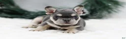 French Bulldog dogs for sale: Kurt - Ad 2