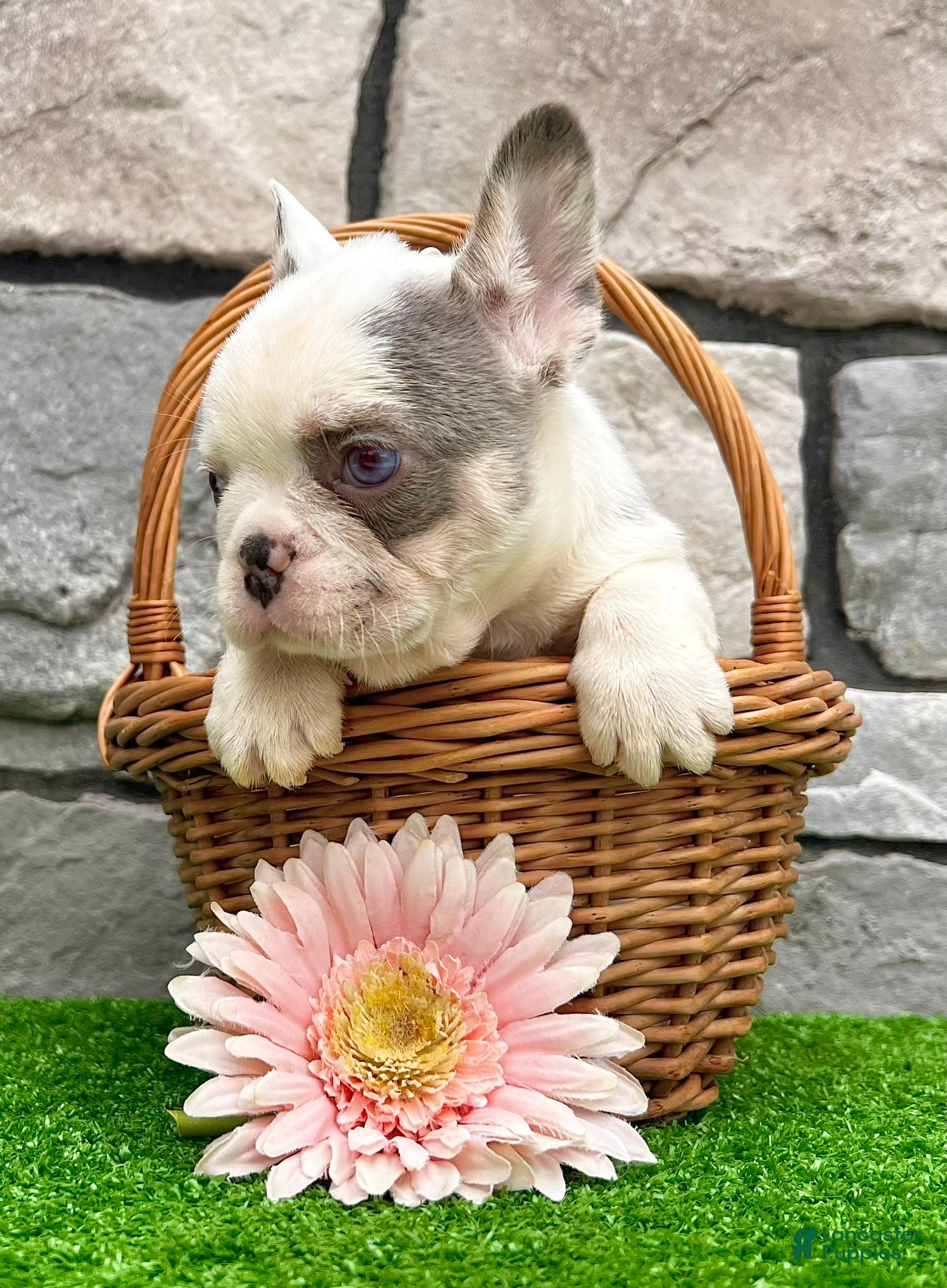 French Bulldog dogs Daffy - Ad 2