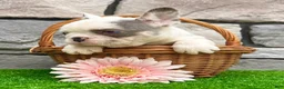French Bulldog dogs for sale: Daffy - Ad 2