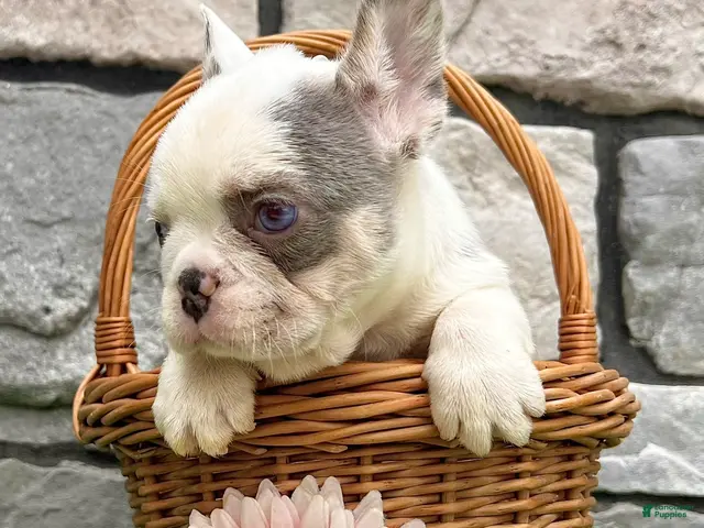 French Bulldog dogs for sale: Daffy - Ad 2