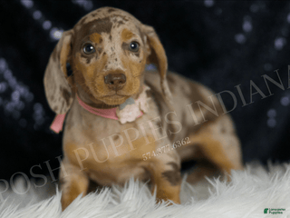 Miniature Dachshund dogs - Ad 28