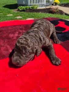 Standard Poodle dogs Denver - Ad 2