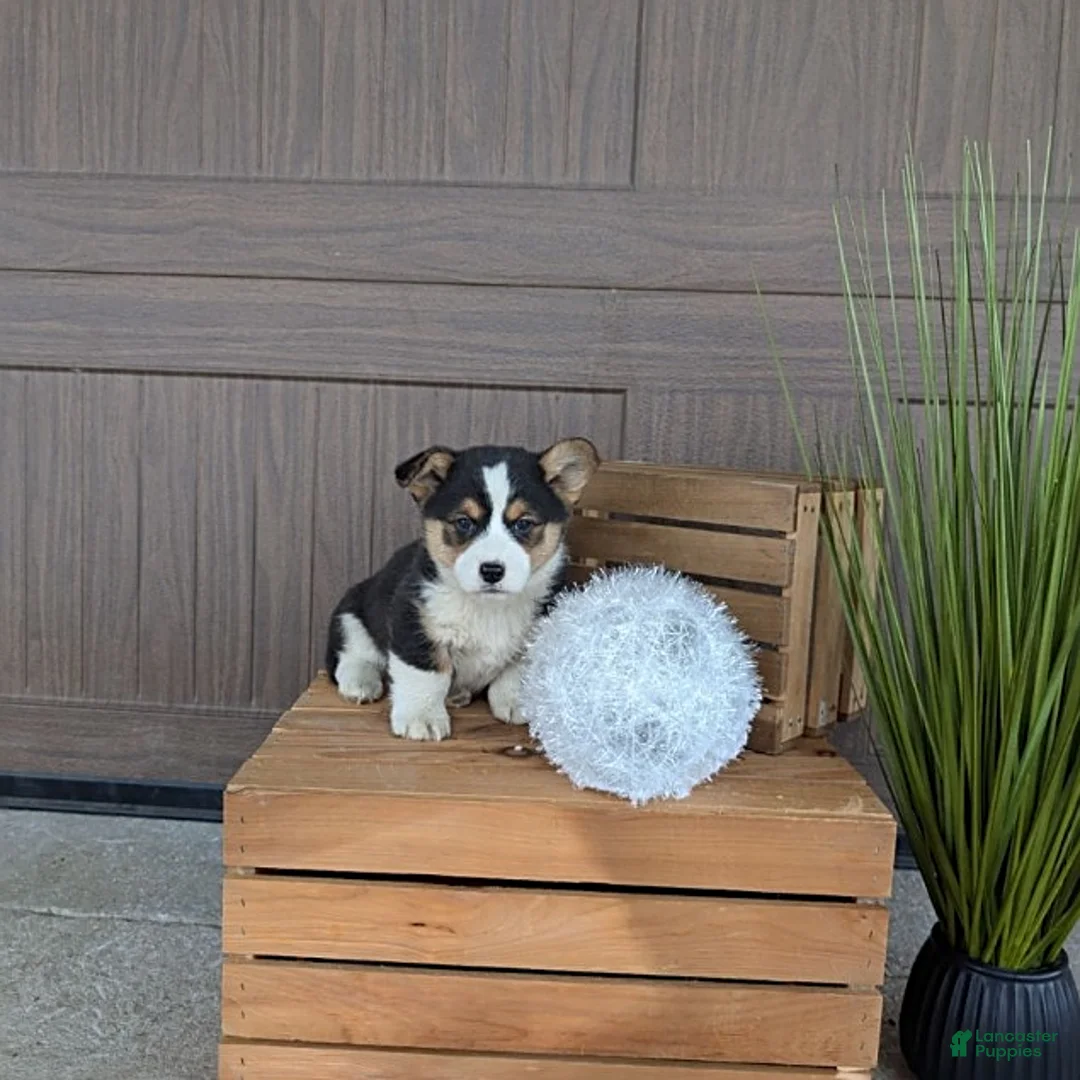 Gallery Image {{count}}