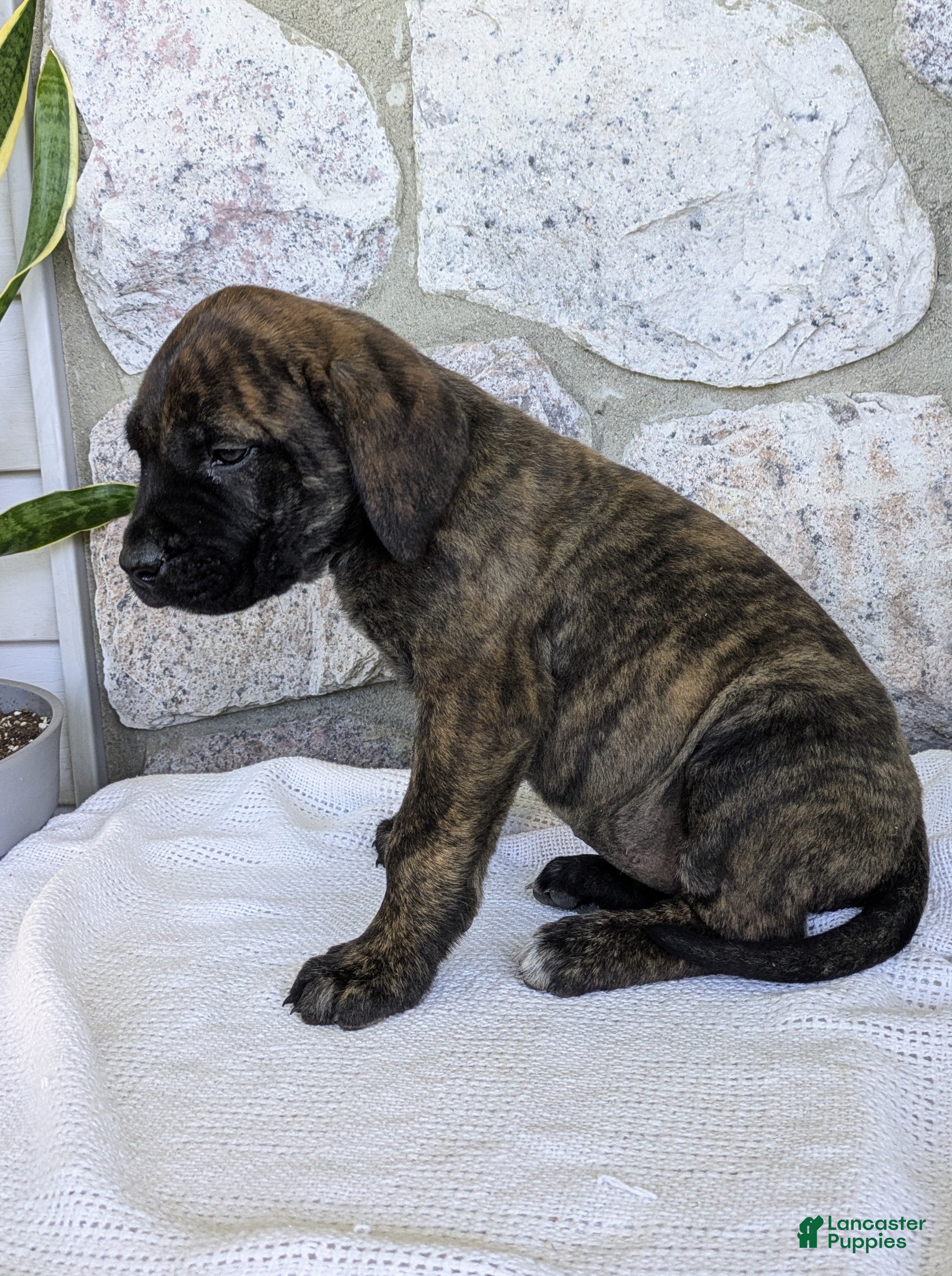 English Mastiff dogs Tilly  - Ad 1