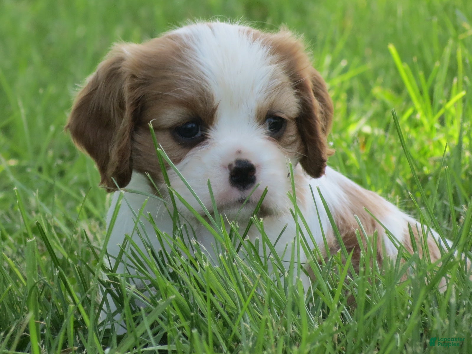 Cavalier King Charles Spaniel dogs Latte - Ad 32