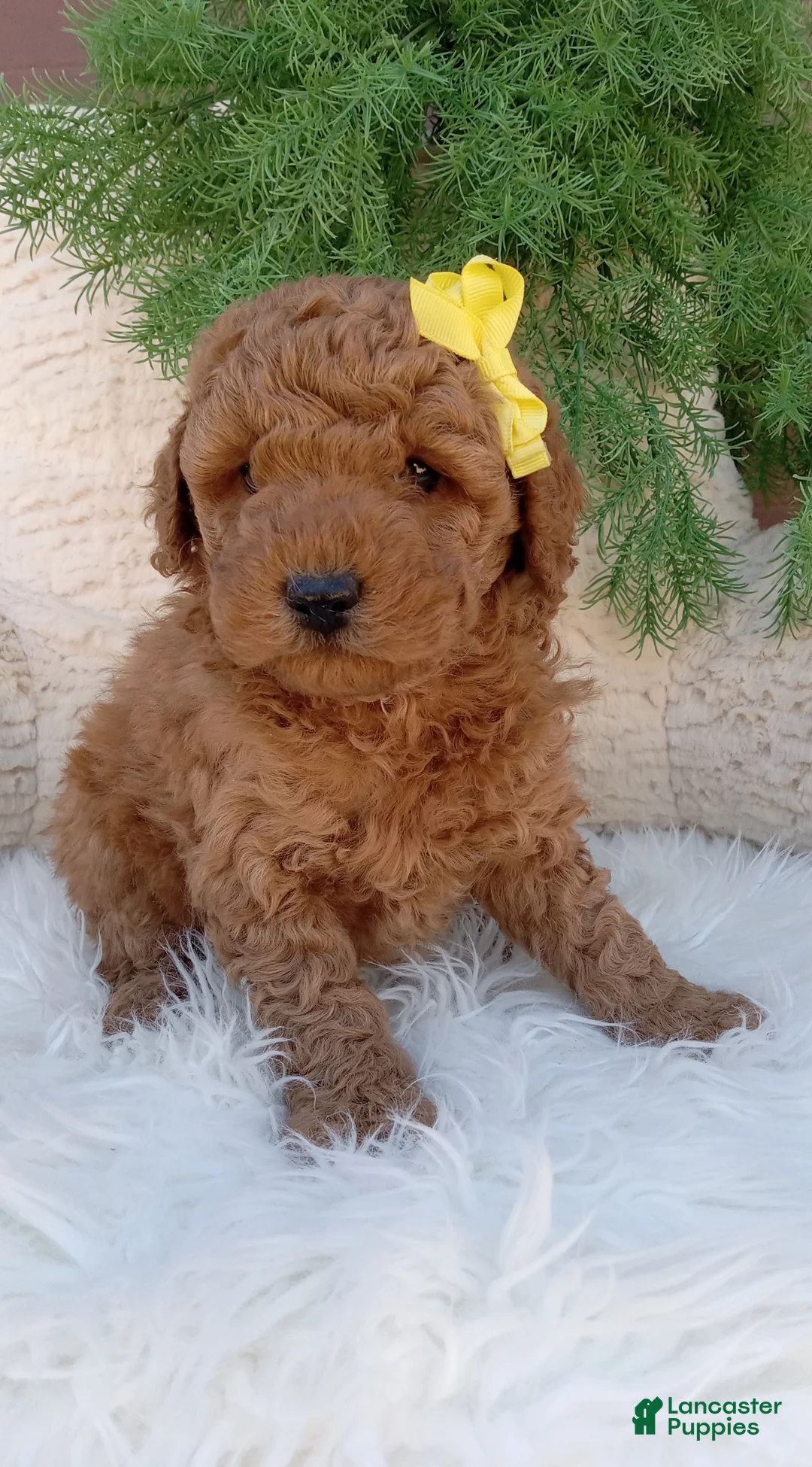 Mini Goldendoodle dogs for sale: Toby  - Ad 2