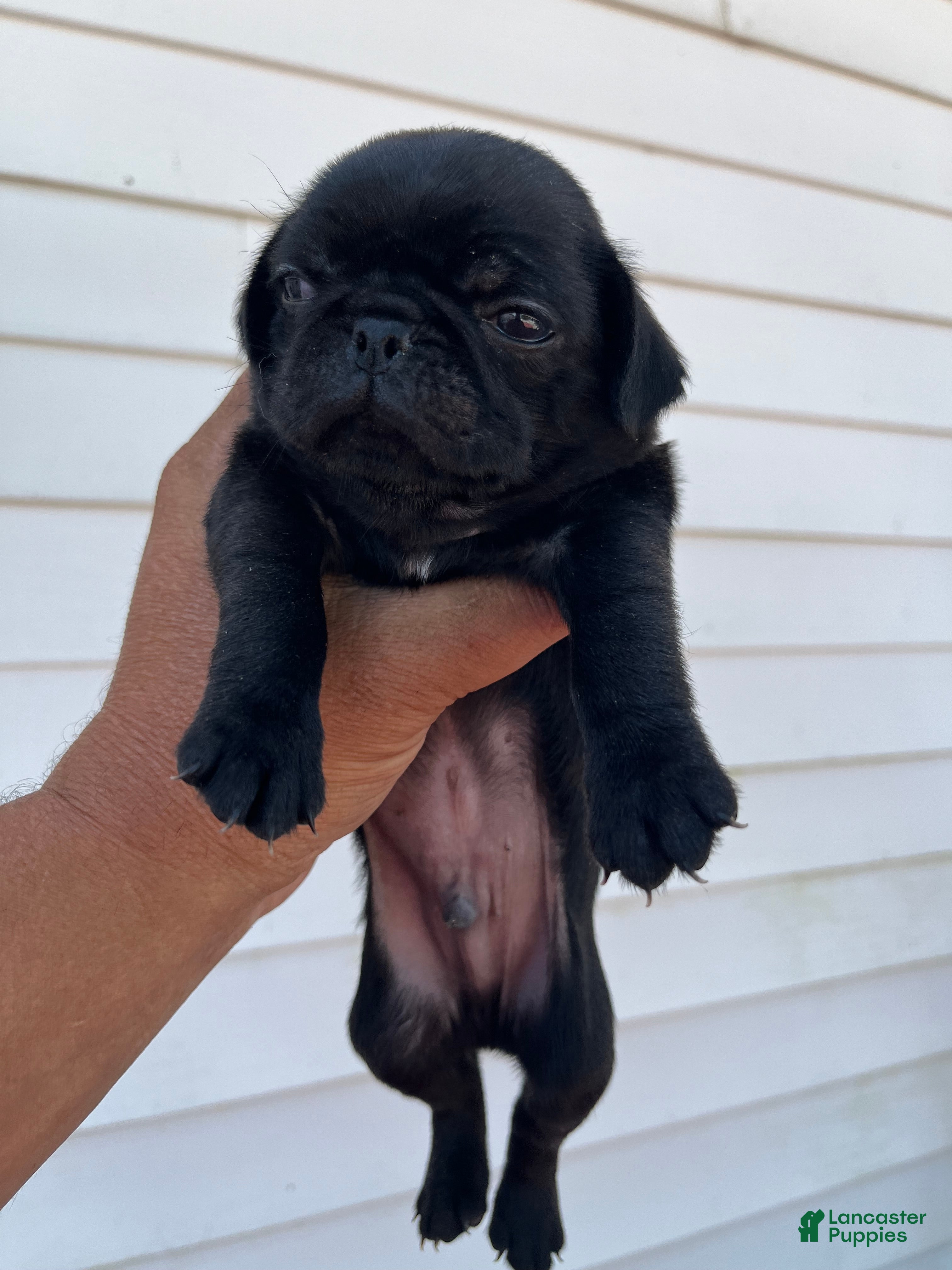 Pug (Pug, Male) in Reynolds, IN