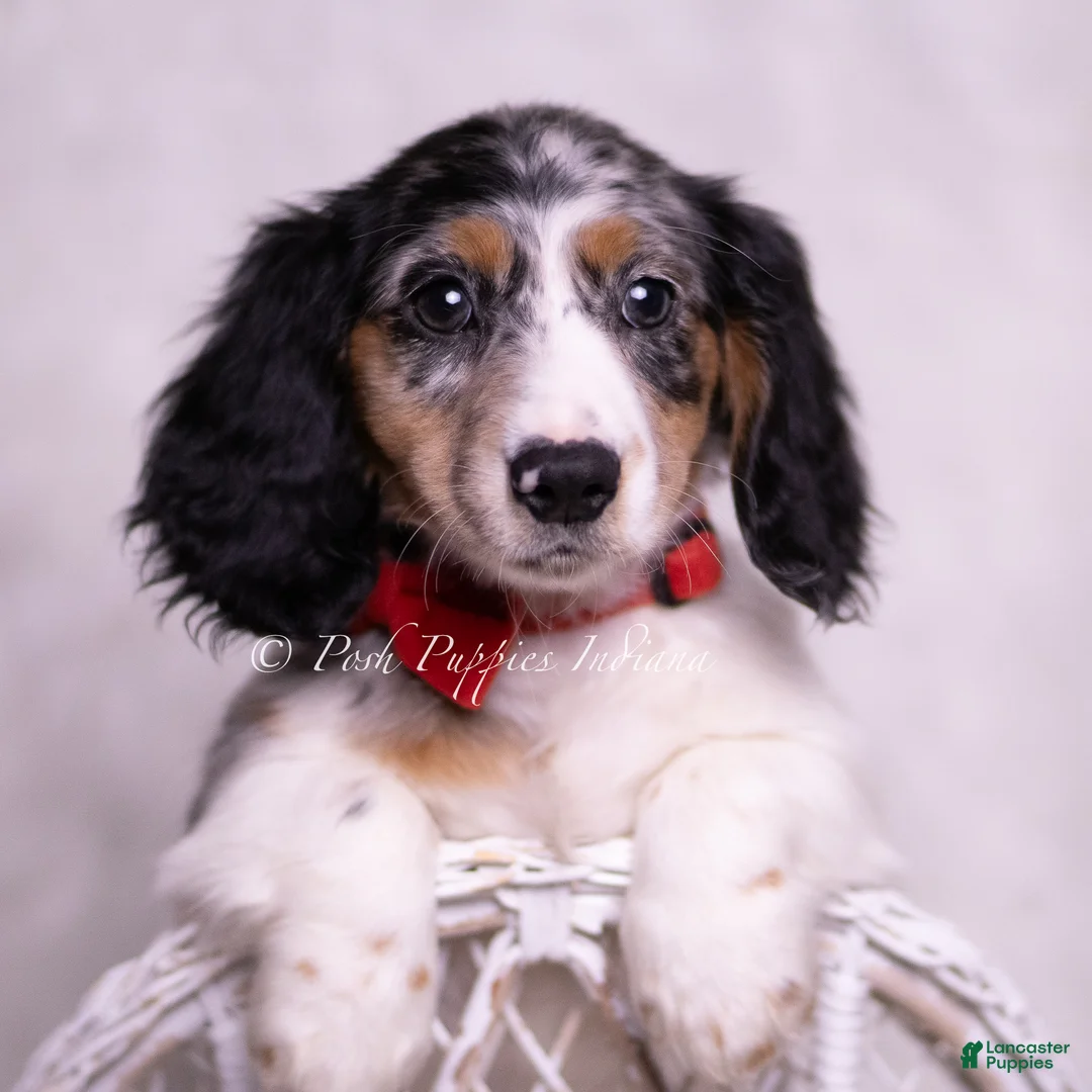 Miniature Dachshund dogs for sale: Jensen - Ad 1