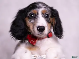Miniature Dachshund dogs Jensen - Ad 19