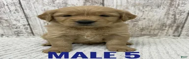 Golden Retriever Puppy 5