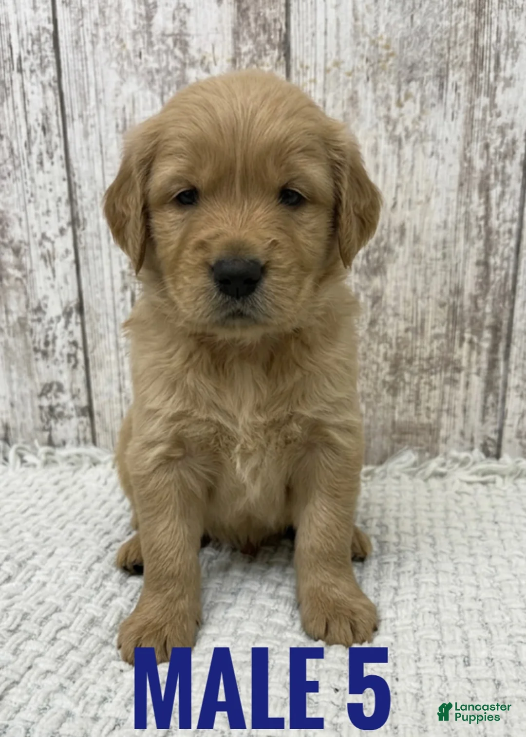 Golden Retriever dogs for sale: Golden Retriever Puppy 5 - Ad 1