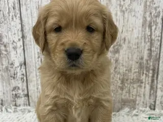 Golden Retriever dogs Golden Retriever Puppy 5 - Ad 7