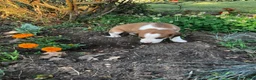 Mixed Breed dogs for sale: Rusty - Ad 3