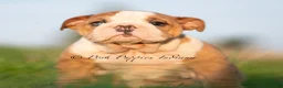 English Bulldog dogs for sale: Mable AKC - Ad 5