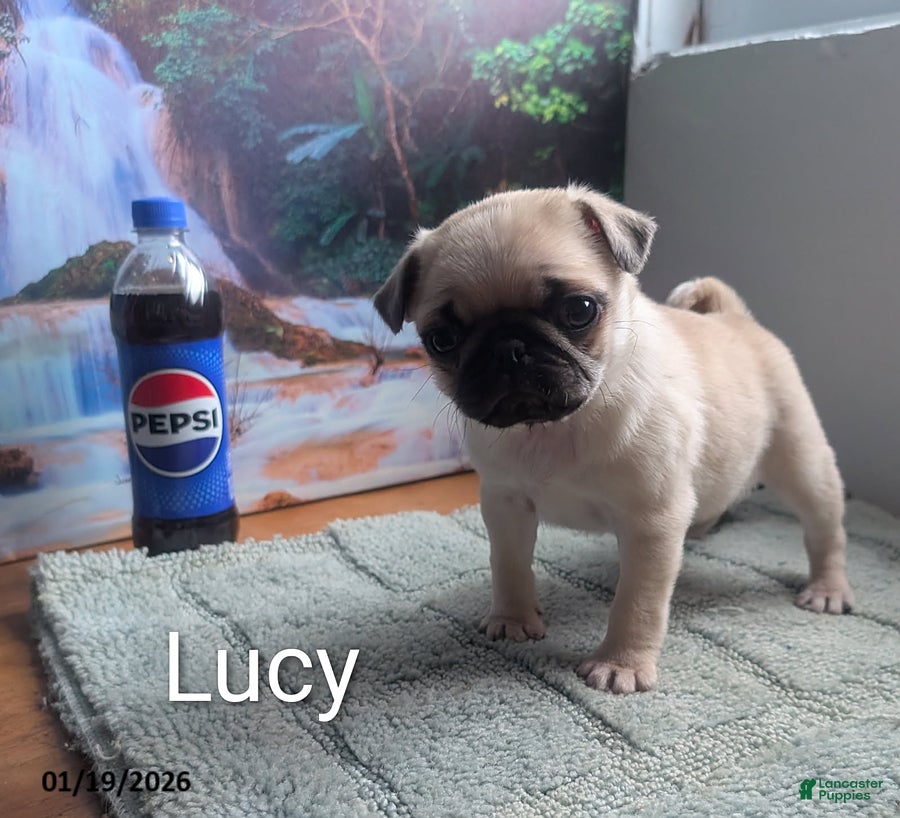 Pug dogs Little Lucy - Ad 13