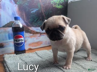 Pug dogs Little Lucy - Ad 38