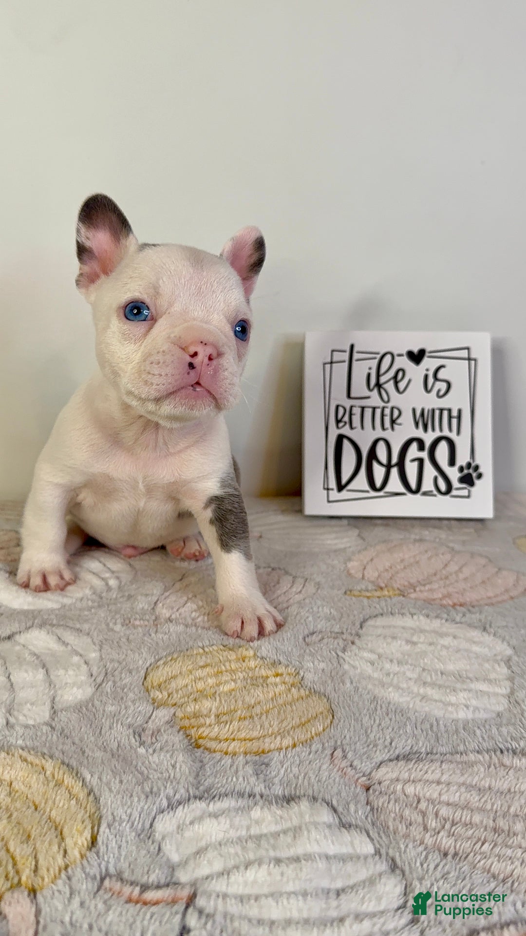 French Bulldog dogs for sale: French Bulldog litter of 7 puppies - Ad 5