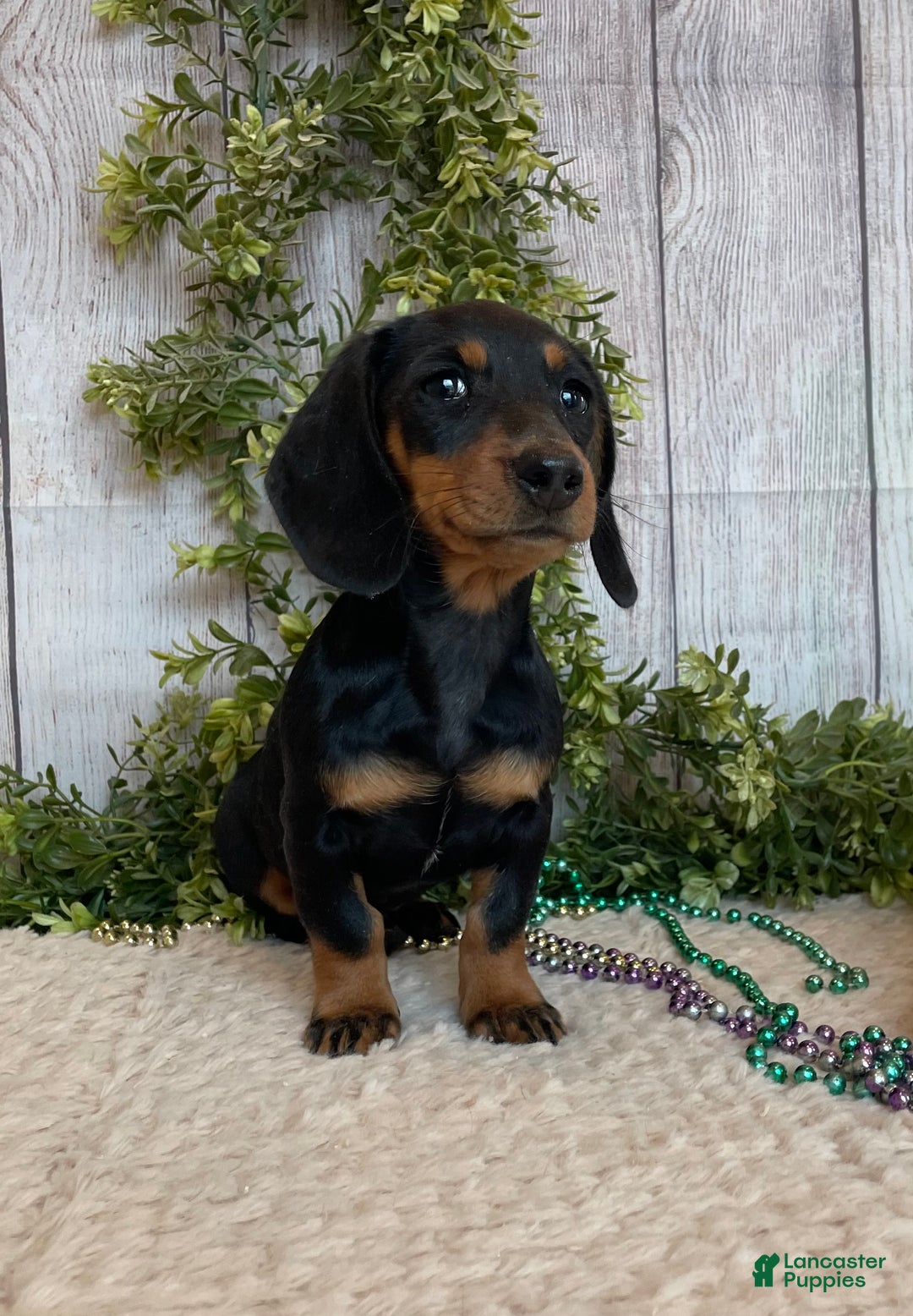 Miniature Dachshund dogs for sale: Fritz - Ad 10