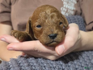 Cavapoo dogs Graham - Ad 32