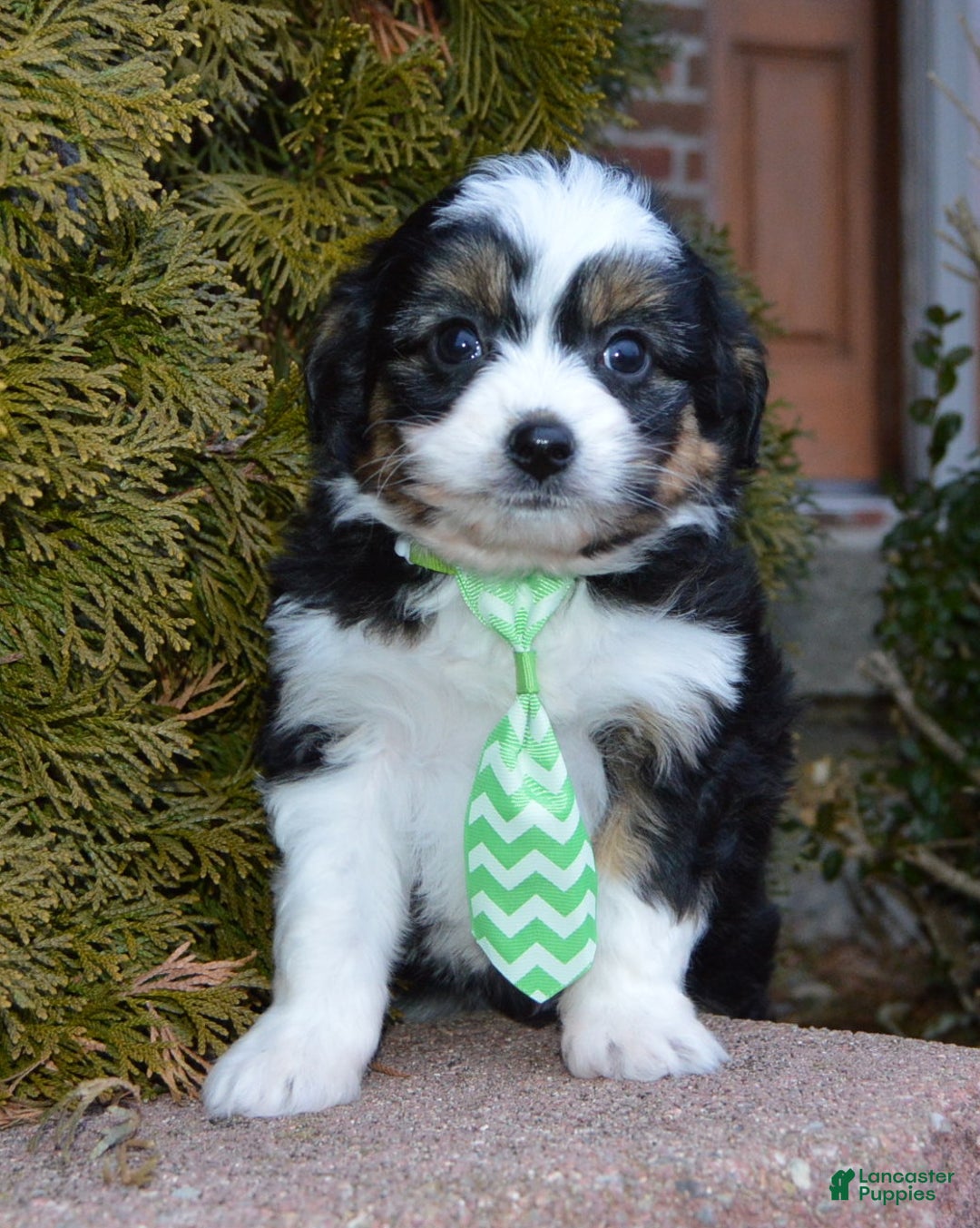 Mini Aussiedoodle dogs for sale: Mini Arlo - Ad 14