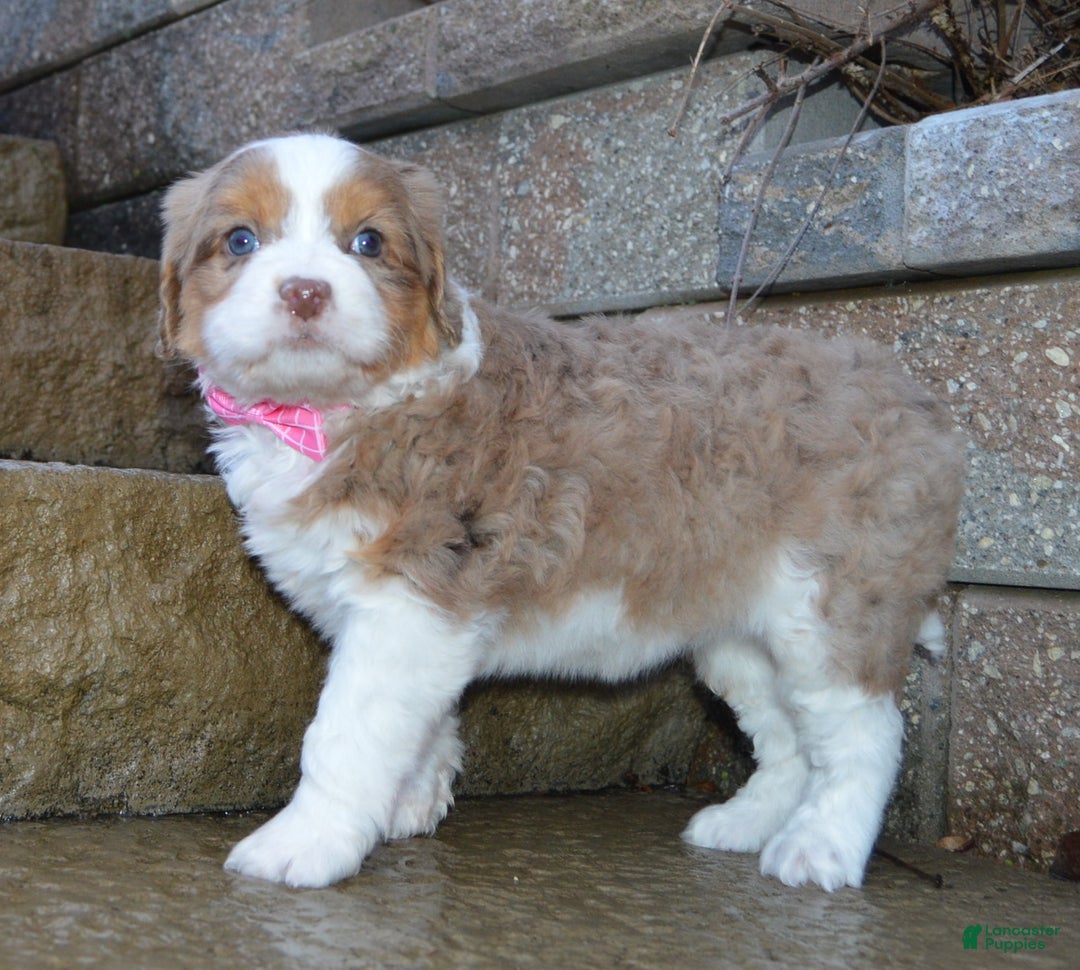 Mini Aussiedoodle dogs for sale: Mini Angel - Ad 1