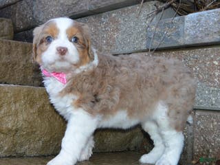 Mini Aussiedoodle dogs Mini Angel - Ad 37
