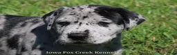 Great Dane dogs for sale: Great Dane 2 - Ad 1