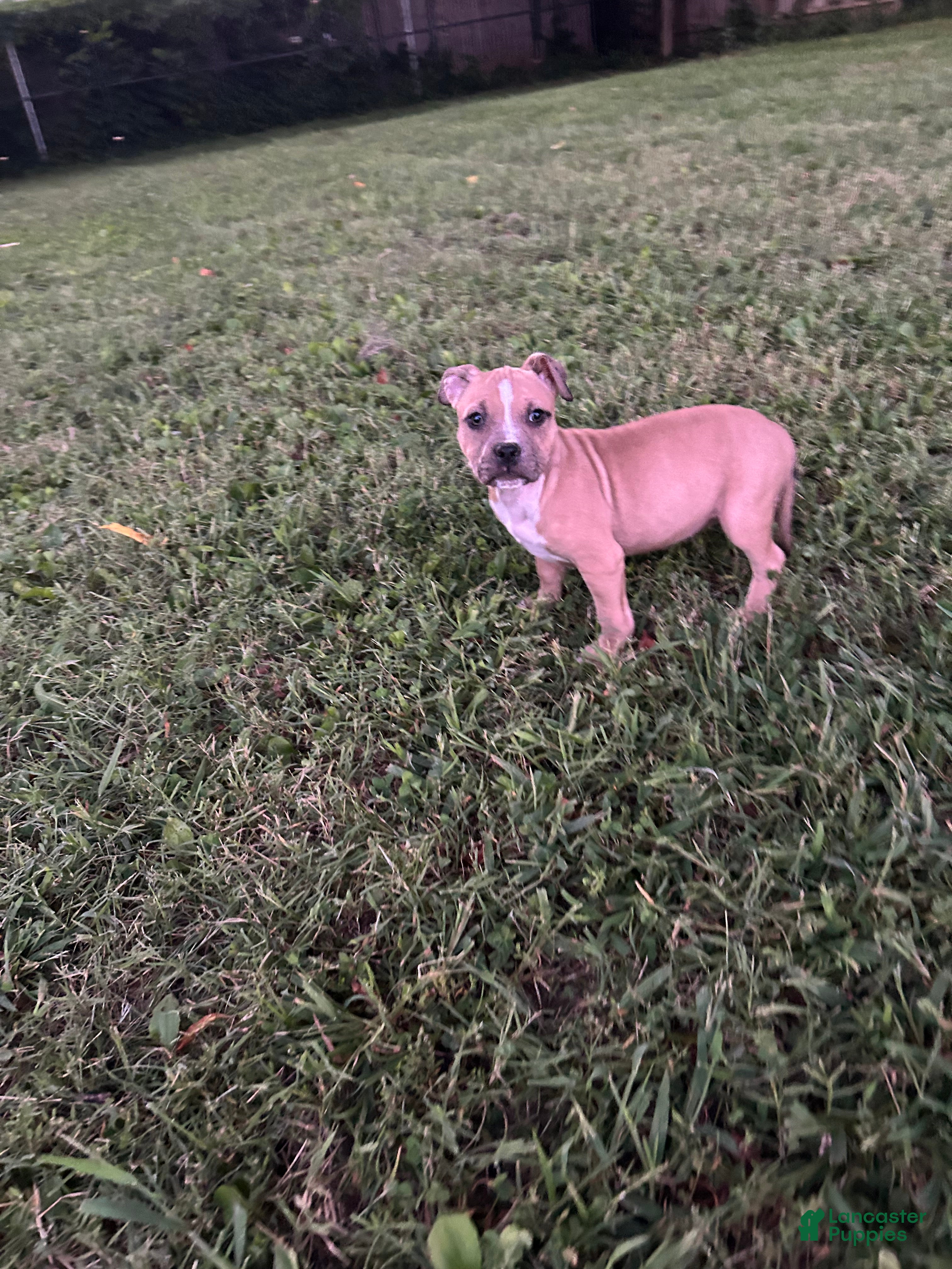 American Bully dogs Princess  - Ad 41