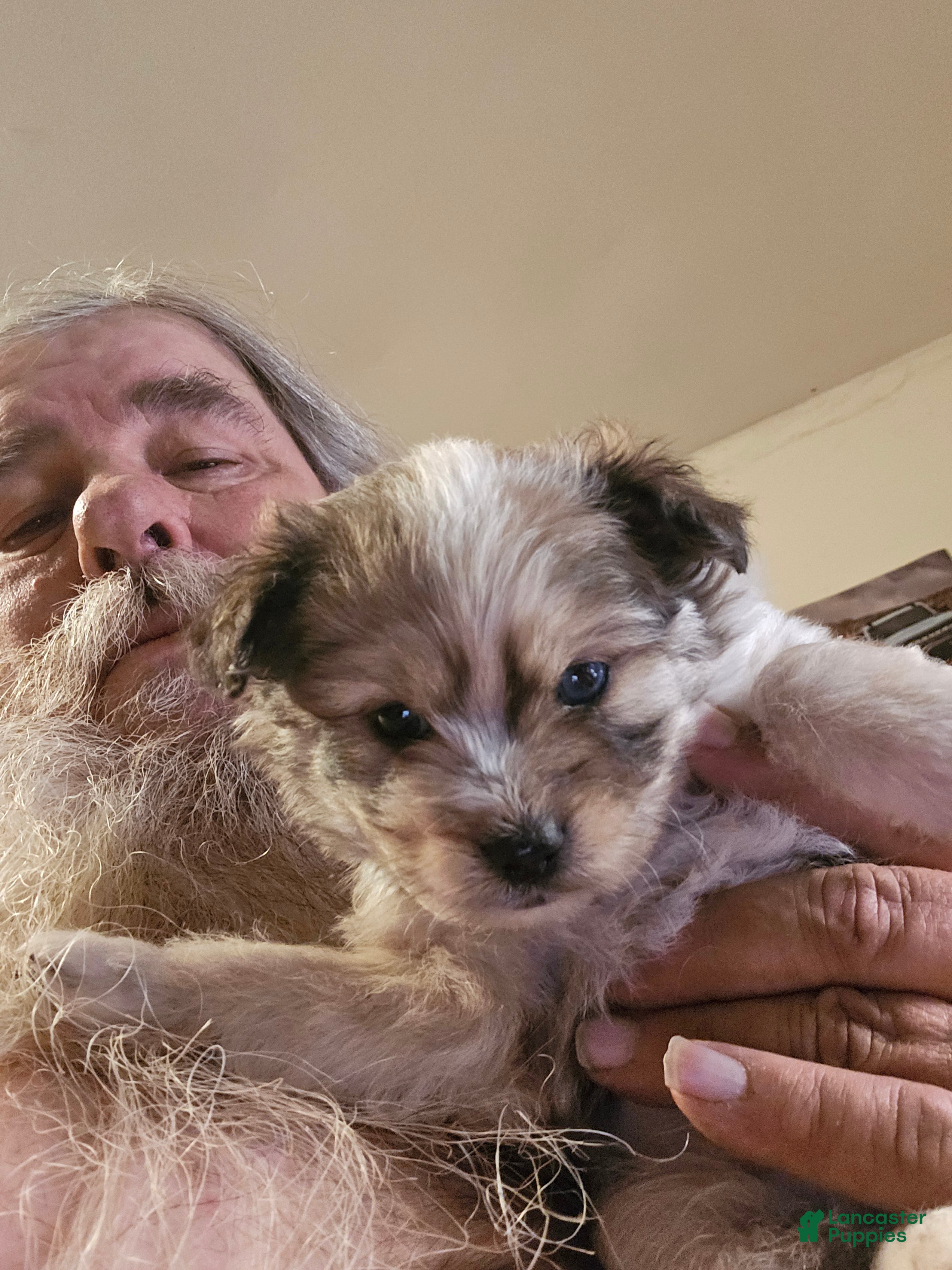 Pomapoo dogs Pomapoo Puppy 2 - Ad 4