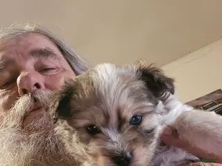 Pomapoo dogs Pomapoo Puppy 2 - Ad 24