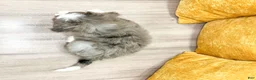 Mini Bernedoodle dogs for sale: Wally - Blue Eyes - Ad 6