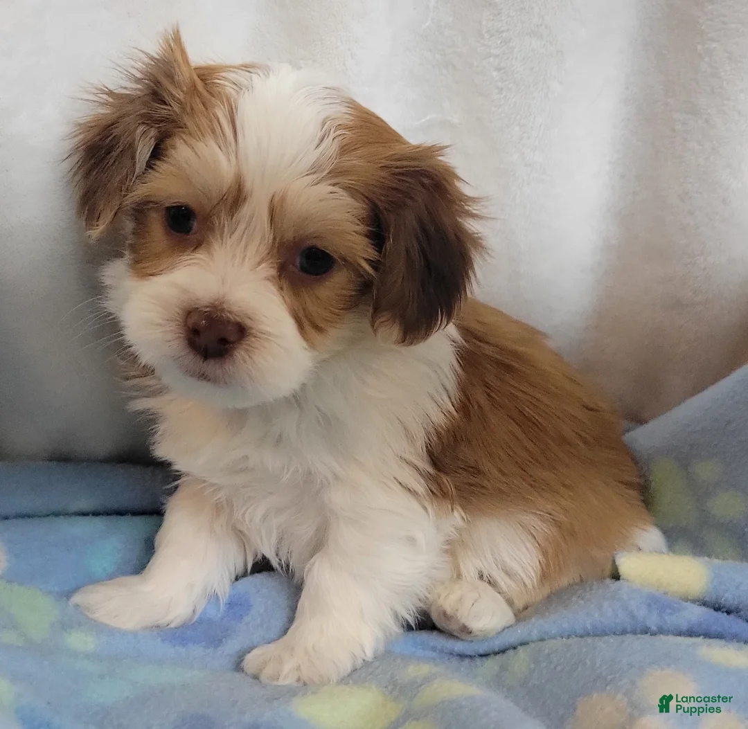 Mixed Breed dogs for sale:  5 cassie - Ad 8