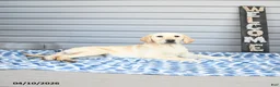 Goldador dogs for sale: Kola - Ad 8