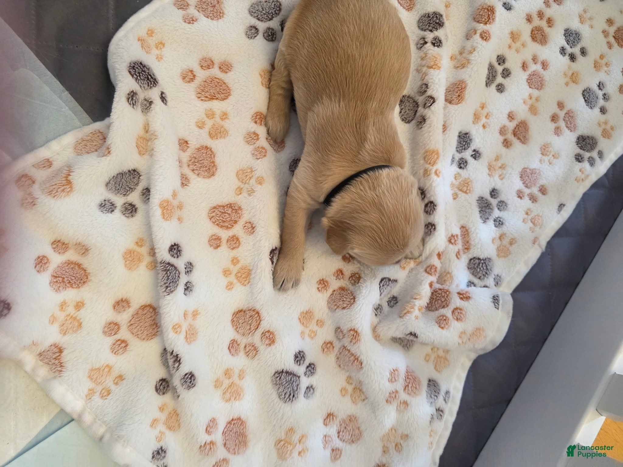 Golden Retriever dogs Black - Ad 19