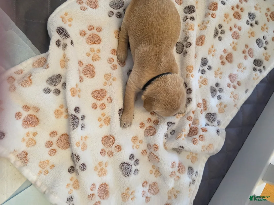 Golden Retriever dogs for sale: Black - Ad 1