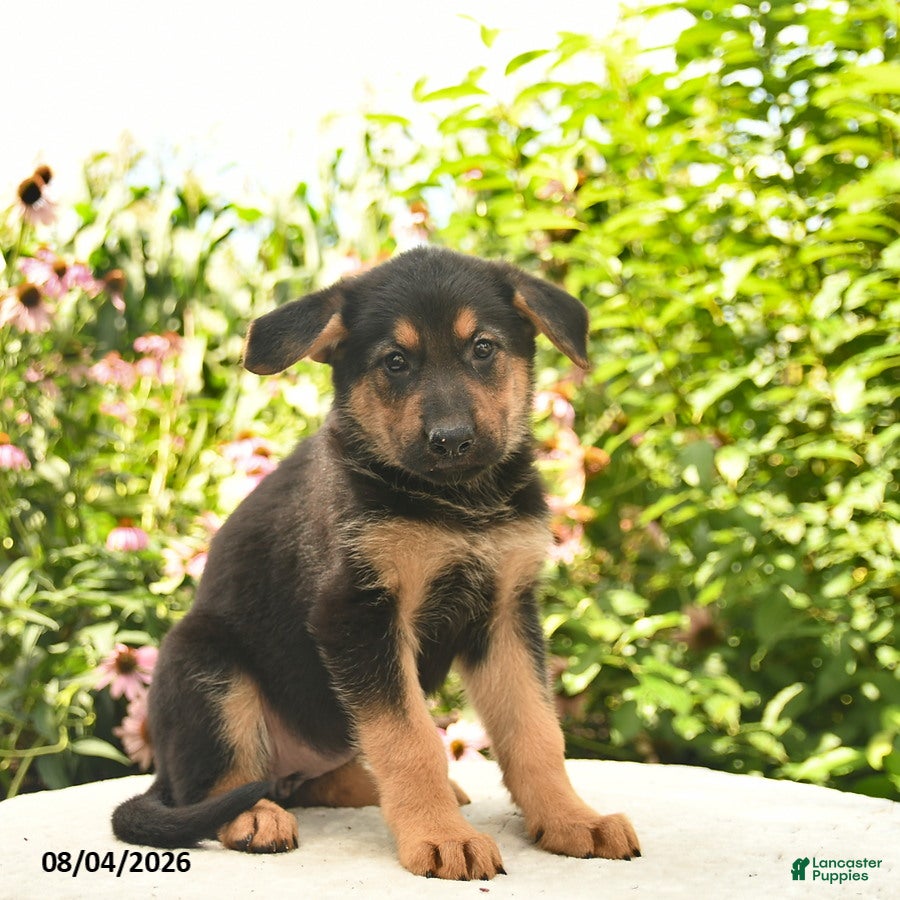 German Shepherd dogs for sale: Lassie  - Ad 2