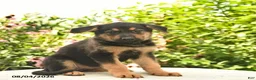 German Shepherd dogs for sale: Lassie  - Ad 1