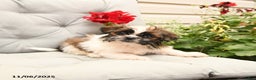 Shih Tzu dogs for sale: Rusty - Ad 6