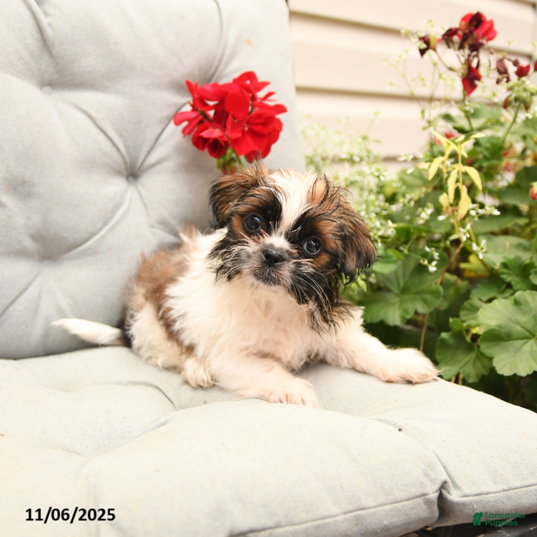 Shih Tzu dogs for sale: Rusty - Ad 6