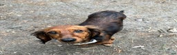 Miniature Dachshund dogs for sale: Red Collar Boy - Ad 6